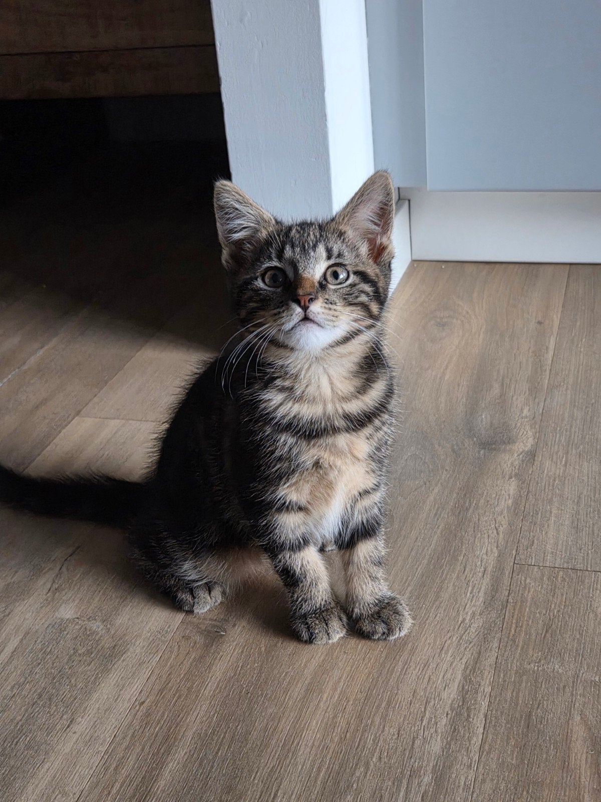 Halve Maine Coon kittens, Dieren en Toebehoren, Katten en Kittens | Raskatten | Langhaar, Meerdere dieren, Ontwormd, 0 tot 2 jaar