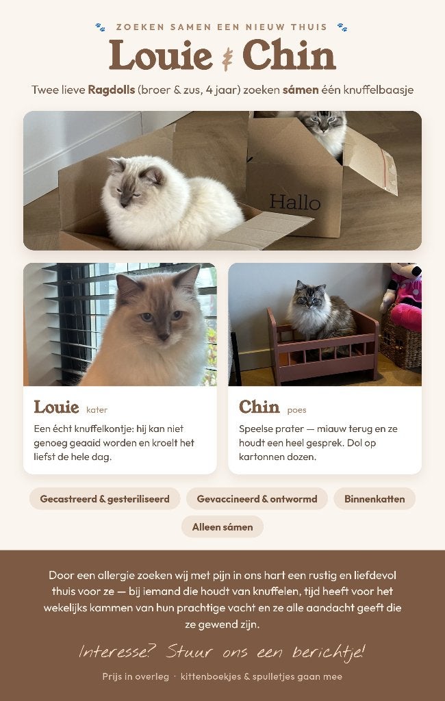 2 lieve Ragdolls Louie (kater) Chin (poes) 4 jaar, Poes, Gechipt, 3 tot 5 jaar