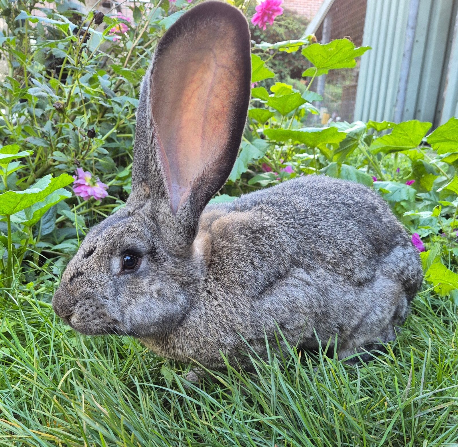 Lieve Duitse reus ram, gecastreerd, ingeënt, OUDERS GROOT, Mannelijk, Groot, 0 tot 2 jaar