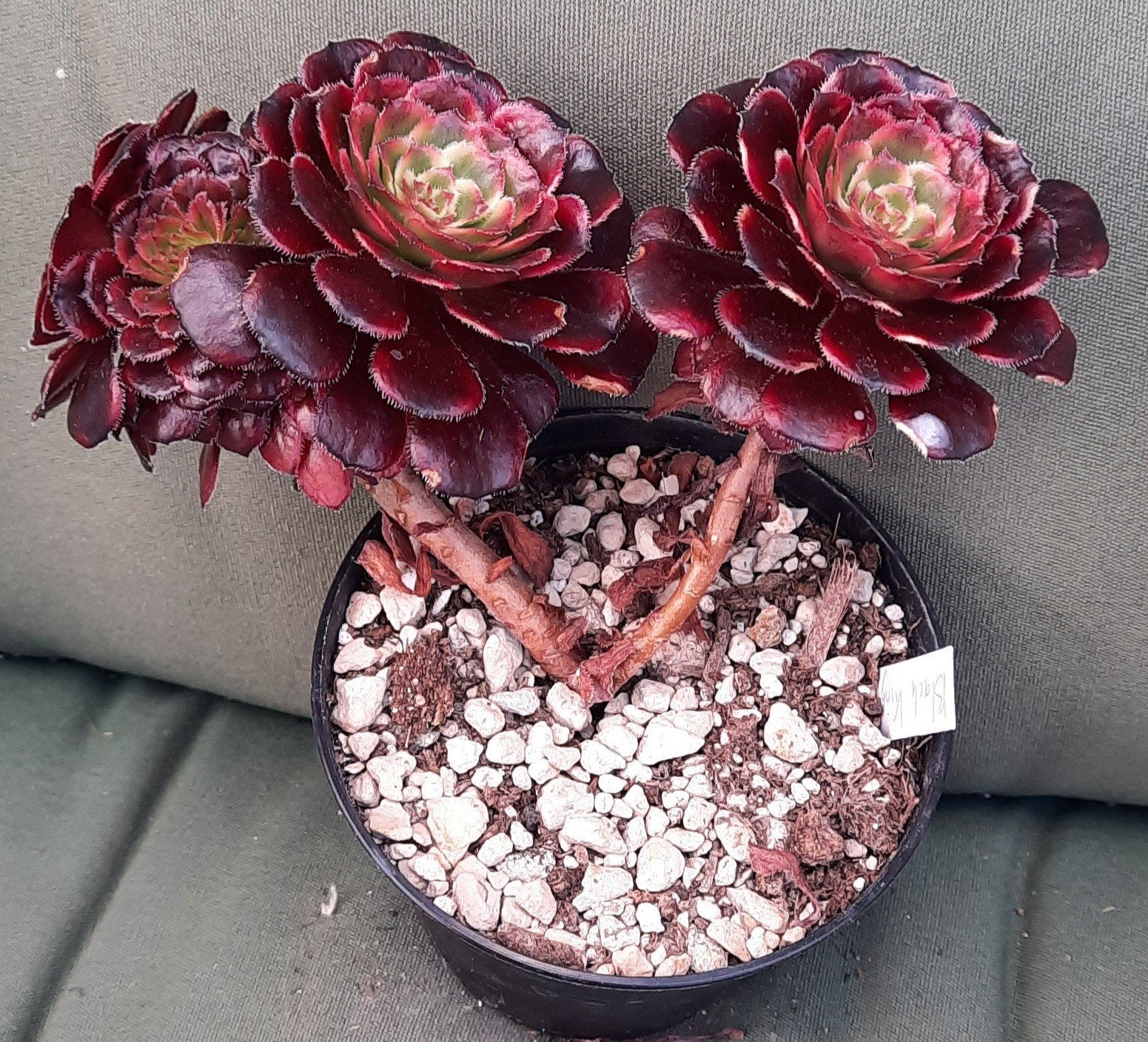 Aeonium Black King Kong cristaat / crested, Vetplant, Minder dan 100 cm, Groene kamerplant, Halfschaduw