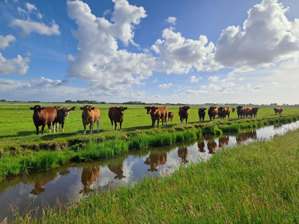 Gezocht koeien/ossen voor de slacht, Dieren en Toebehoren, Meerdere dieren, 3 tot 6 jaar