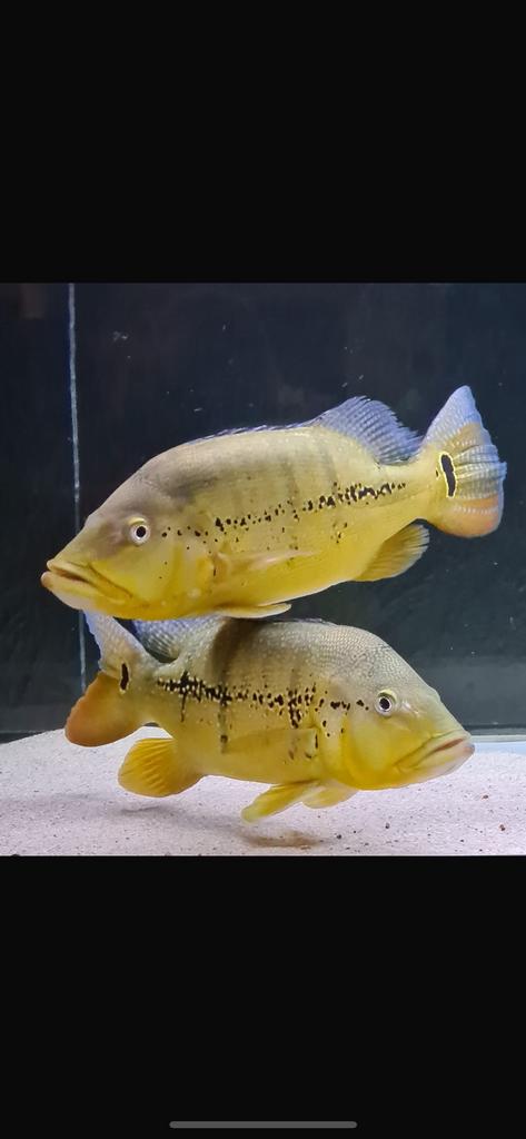 Koppel Cichla., Dieren en Toebehoren, Vissen | Aquariumvissen, Vis