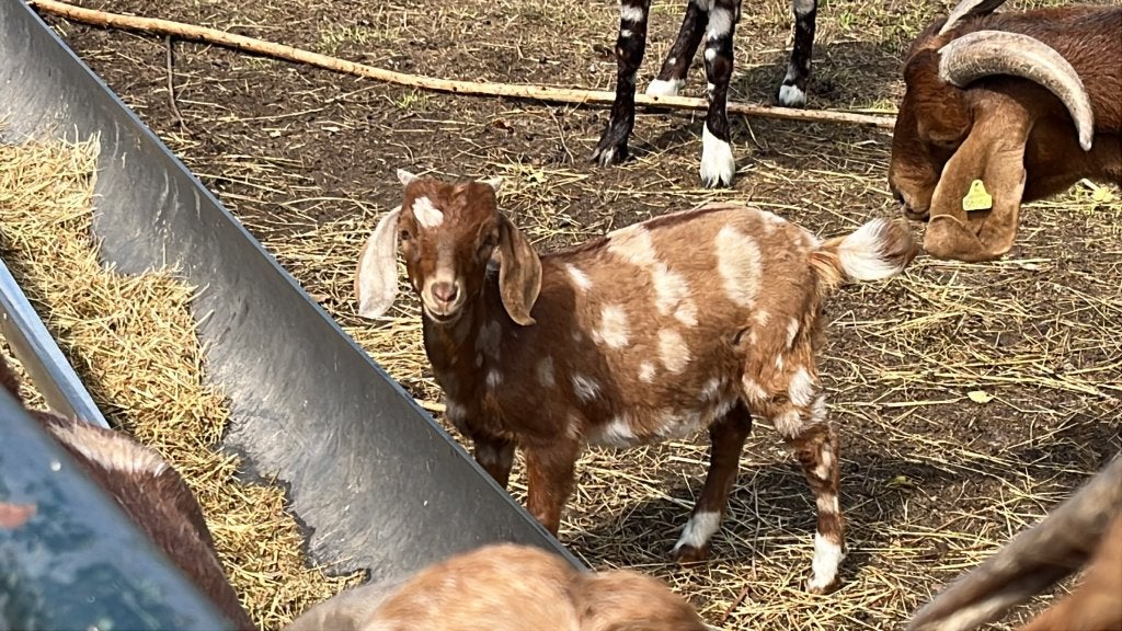 jonge kleine boergeitjes, maanvlek en kalahari red, Dieren en Toebehoren, Schapen, Geiten en Varkens, Vrouwelijk, Geit, 0 tot 2 jaar