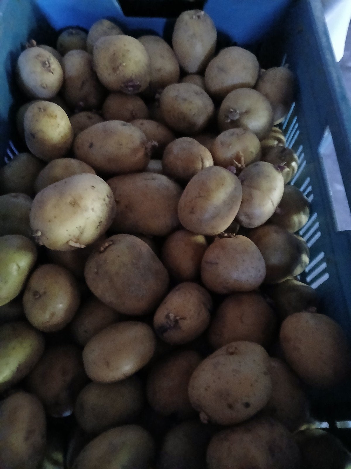 Aardappelen., Mannelijk, Varken