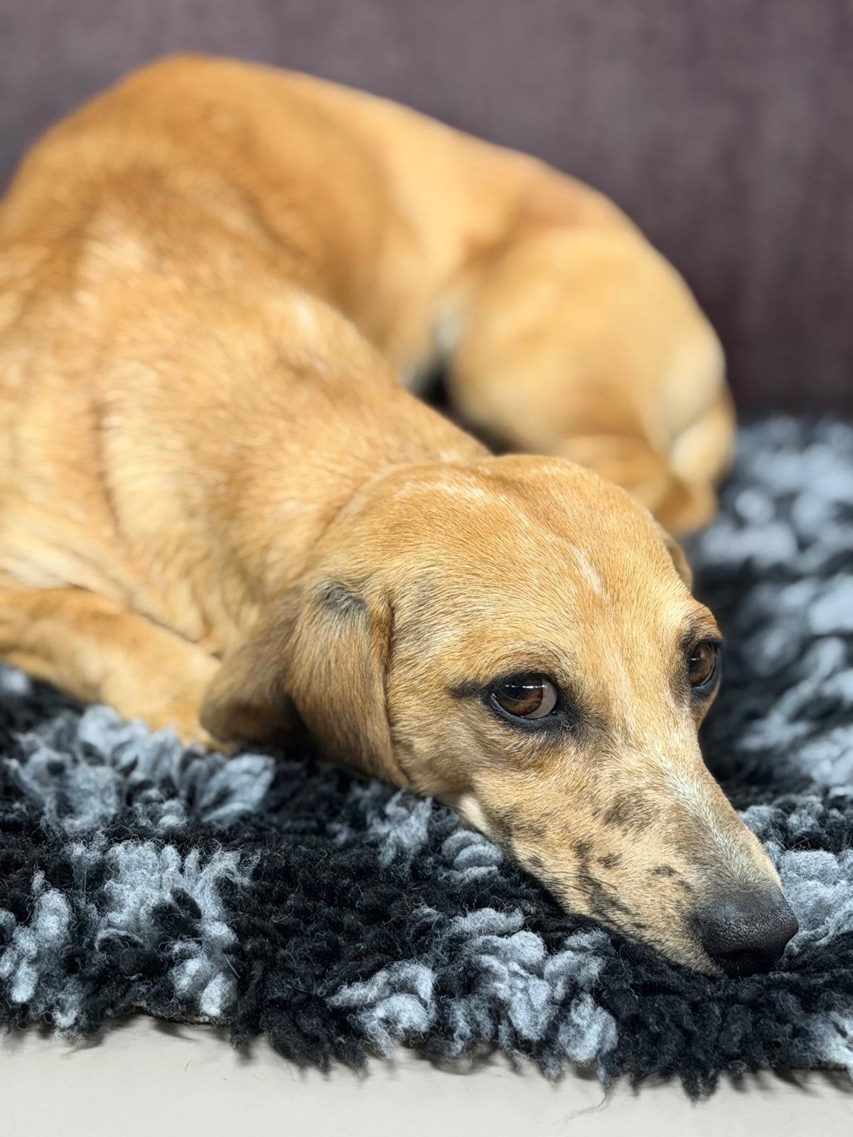Lieve teckelreu Beau zoekt een rustig, liefdevol thuis, Kaninchen, 15 weken tot 1 jaar, Reu, Korthaar