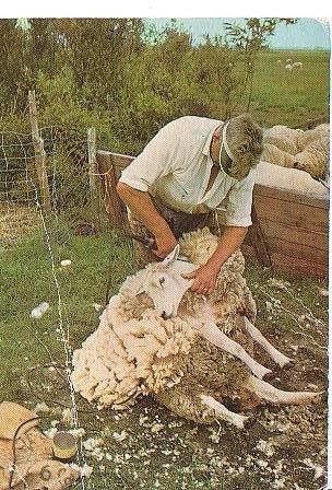 Ansichtkaart 	Texel	Schapen	scheren in de wei, Verzenden, 1980 tot heden, Gelopen, Waddeneilanden