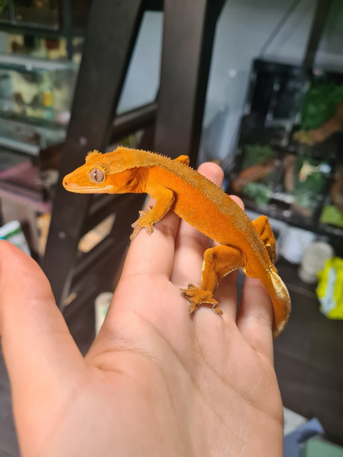 Prachtige wimpergekko man 1.0 Crested Gecko - male for sale from essies.animals