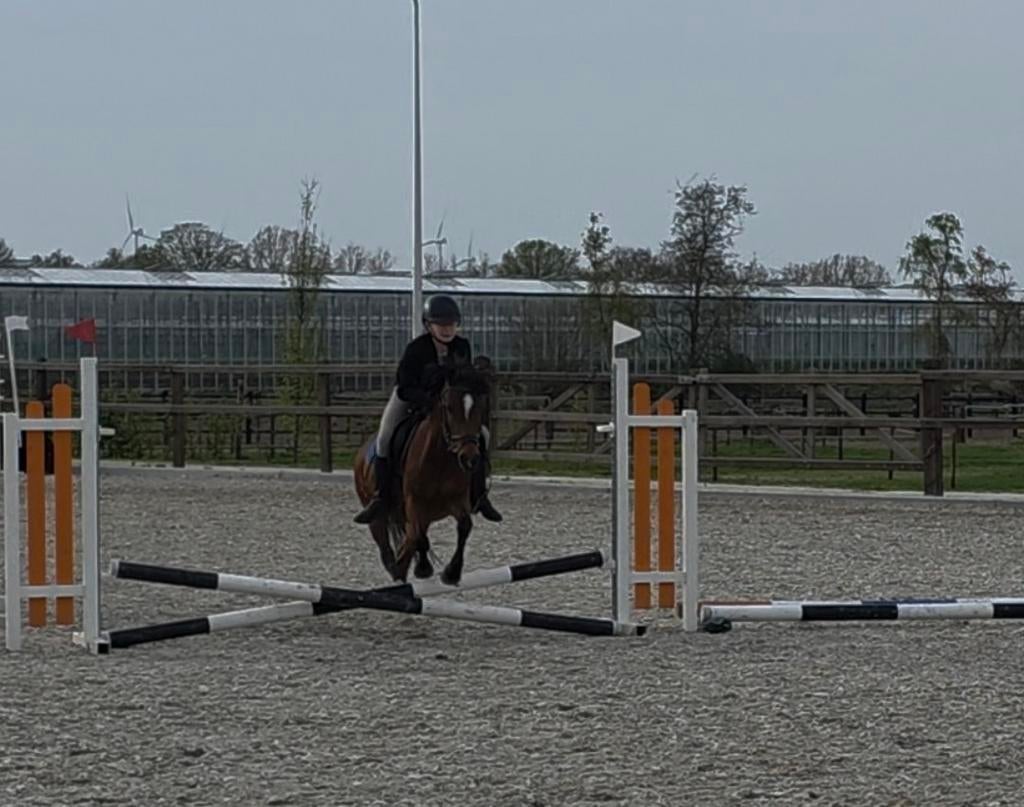 Ik zoek een verzorg paardje/grote pony, Ophalen of Verzenden