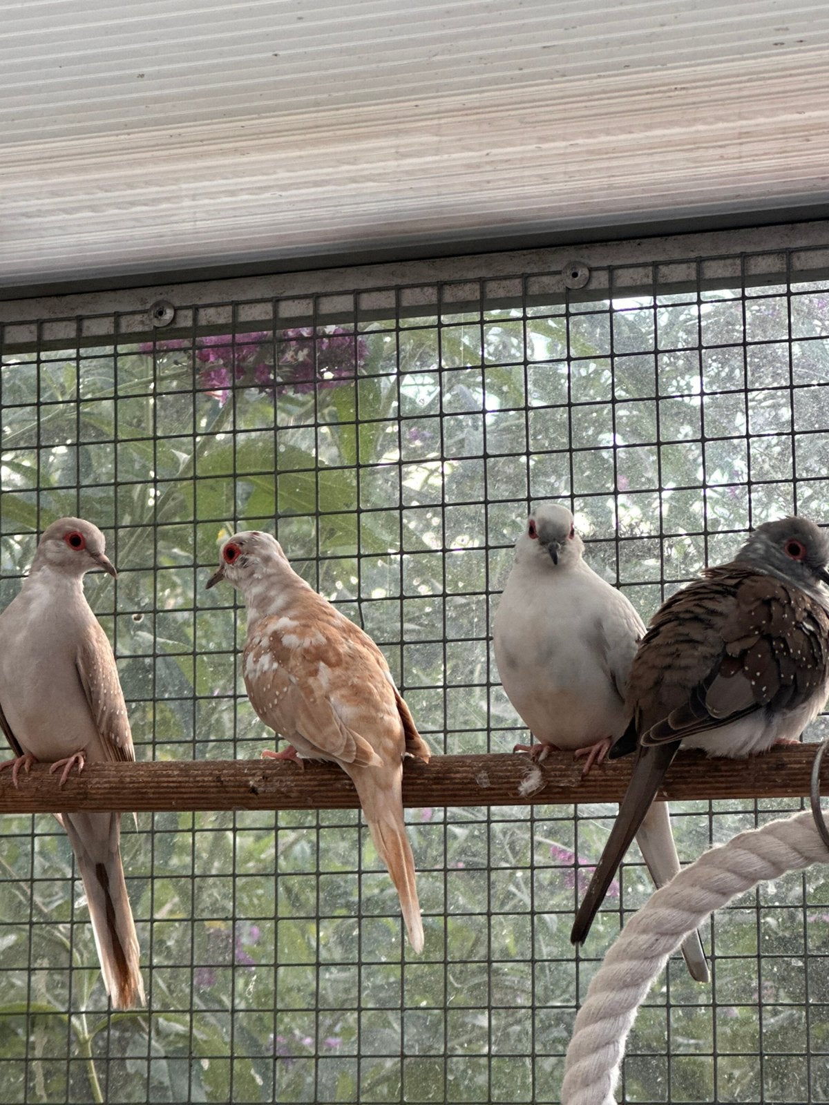 Jonge diamant duiven, Dieren en Toebehoren, Meerdere dieren, Parkiet