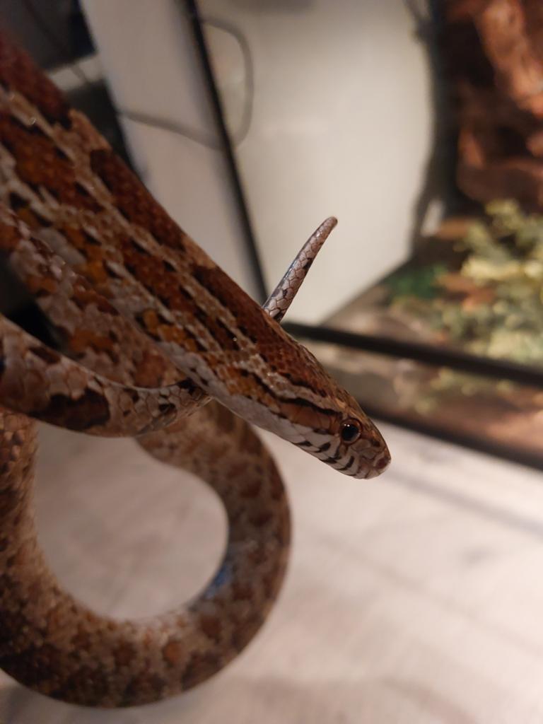 1.0 mannelijke Rode rattenslang Rat Snake - male for sale from lukai