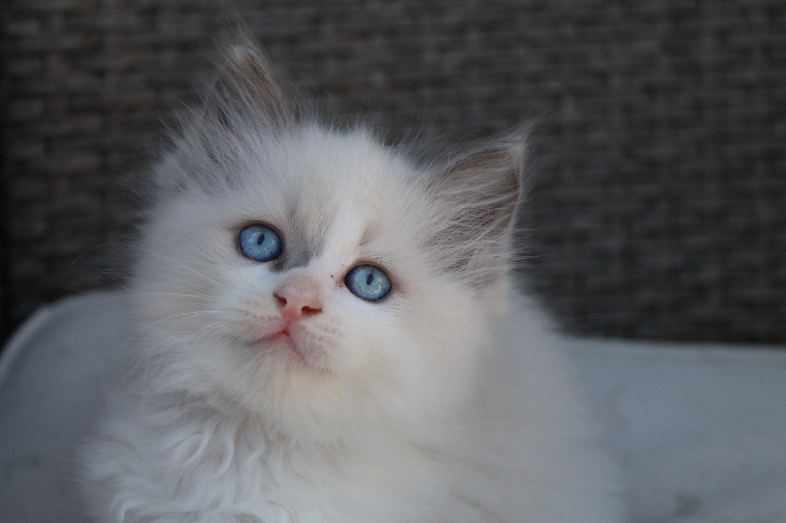 lieve ragdoll katers seal en blue 8 weken, Dieren en Toebehoren, Meerdere dieren, Ontwormd, 0 tot 2 jaar