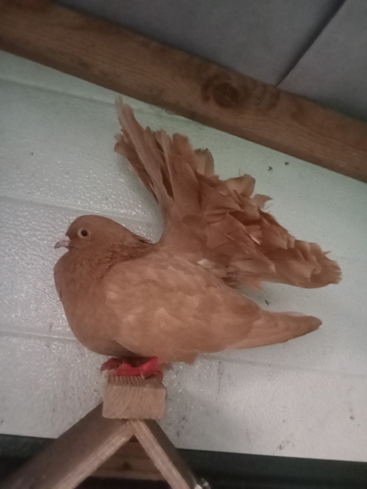 2 mooie gele pauwstaart duivinnen, Dieren en Toebehoren