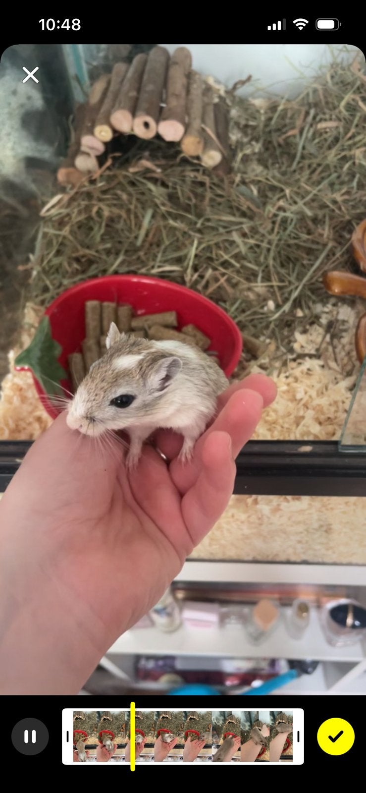 Gerbil vrouwtje met hok !!spoed!!, Juni, Vrouwelijk, Overige typen, Tam