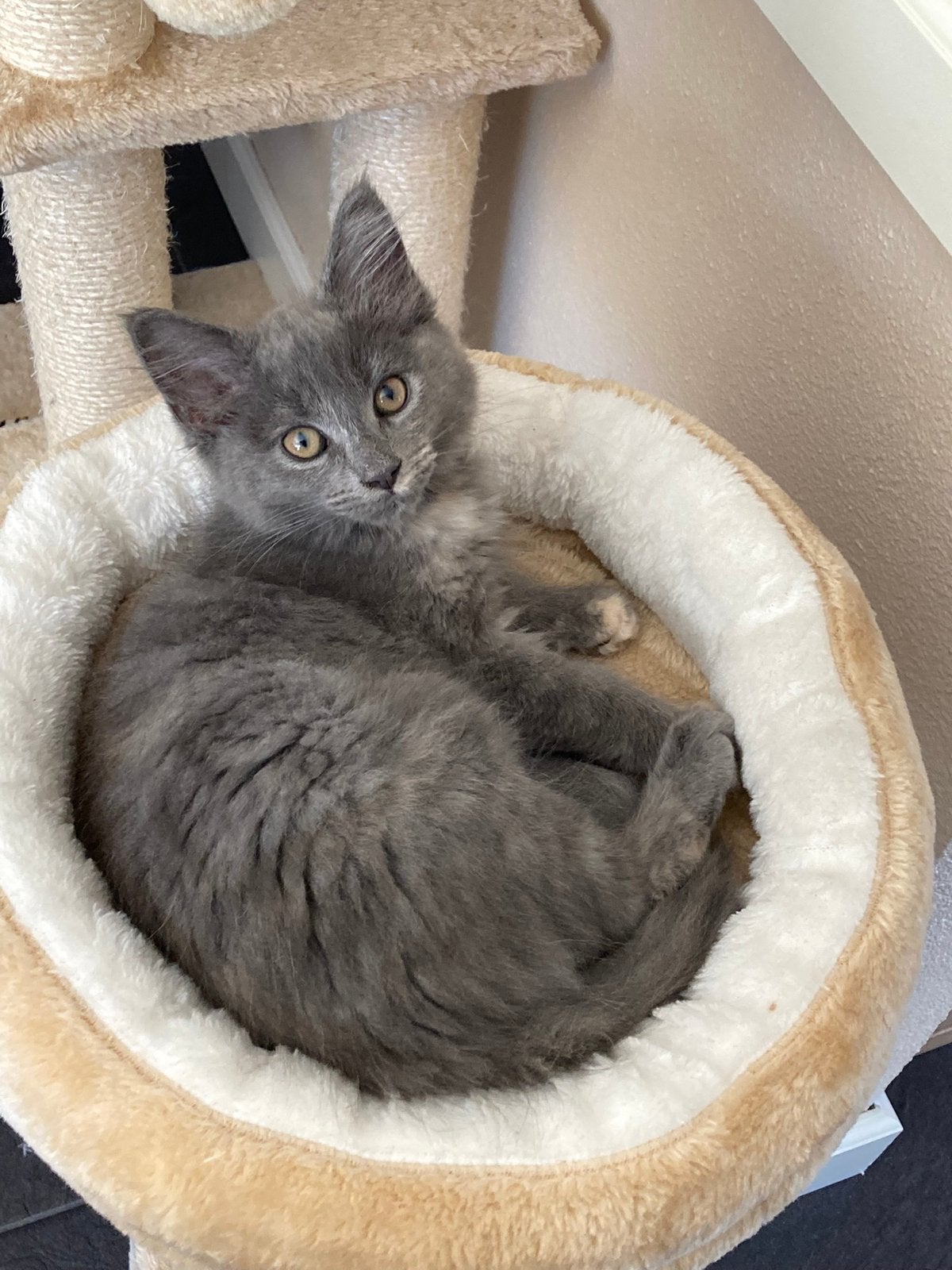 Maine coon kittens, Meerdere dieren, Gechipt