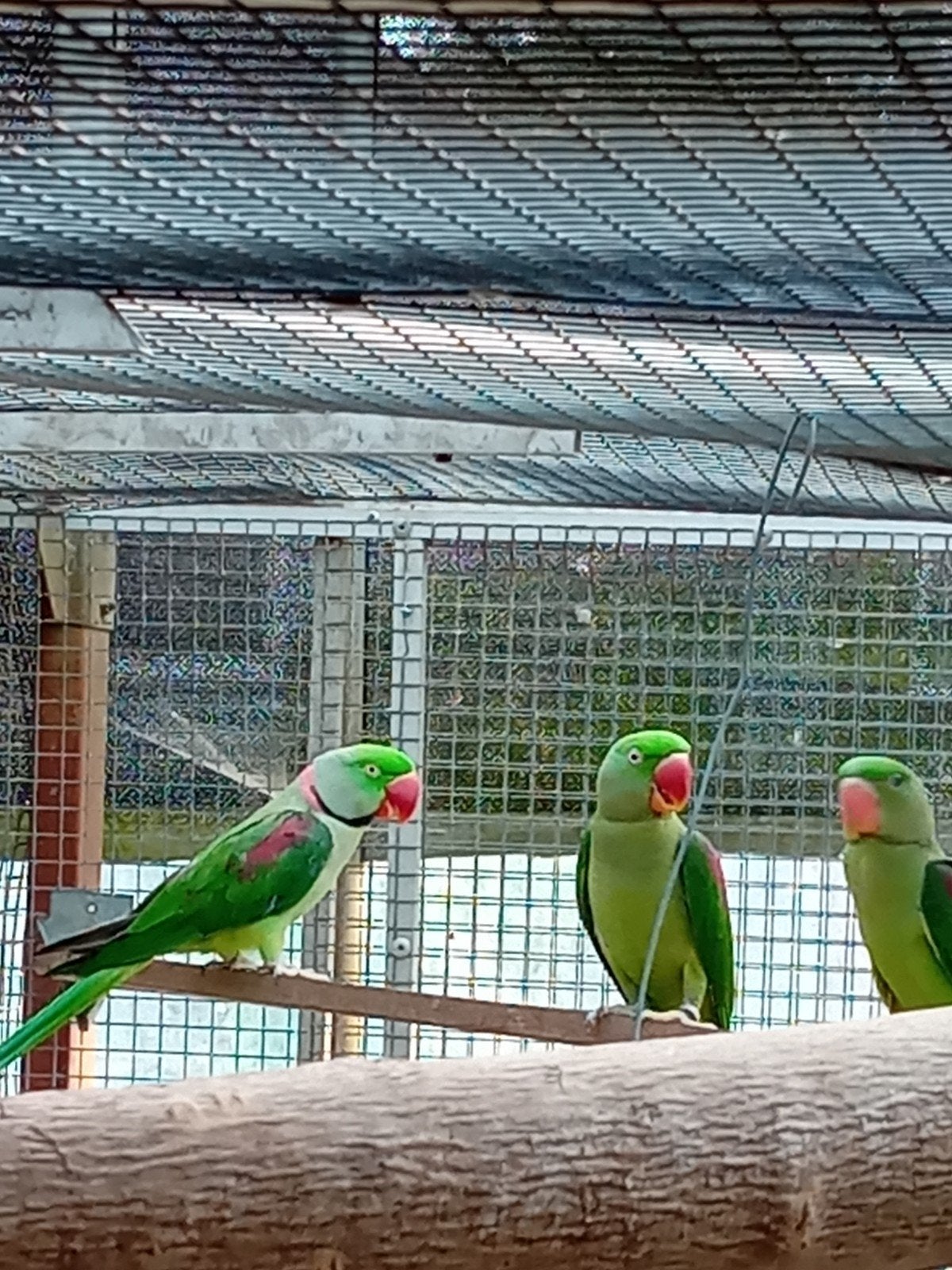 Alexanders, alexanderparkieten, Meerdere dieren, Parkiet, Geringd