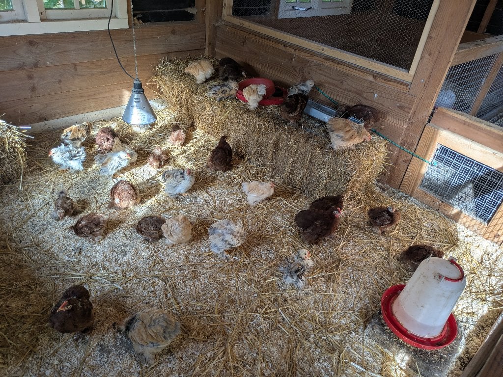 Cochin kuikens, Meerdere dieren, Kip