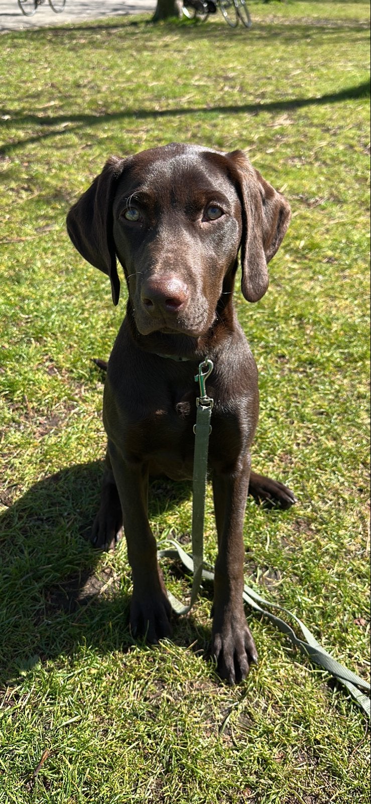 Labmaraner pup, 10 mnd, reu, 15 weken tot 1 jaar, Reu, Eén hond, Nederland