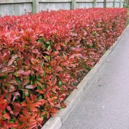 Mooie Photinia 'Little Red Robin' (Glansmispel, haagplant)!, Tuin en Terras, Planten | Struiken en Hagen, Ophalen, Overige soorten