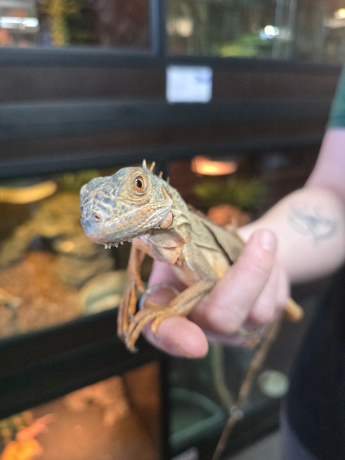 Prachtige rode leguanen (Iguana iguana), Slang, 0 tot 2 jaar