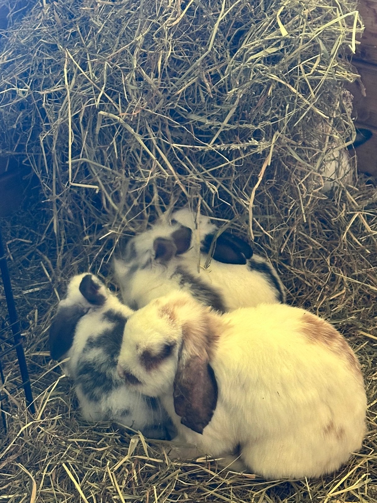 Gratis konijnen af te halen, Meerdere dieren