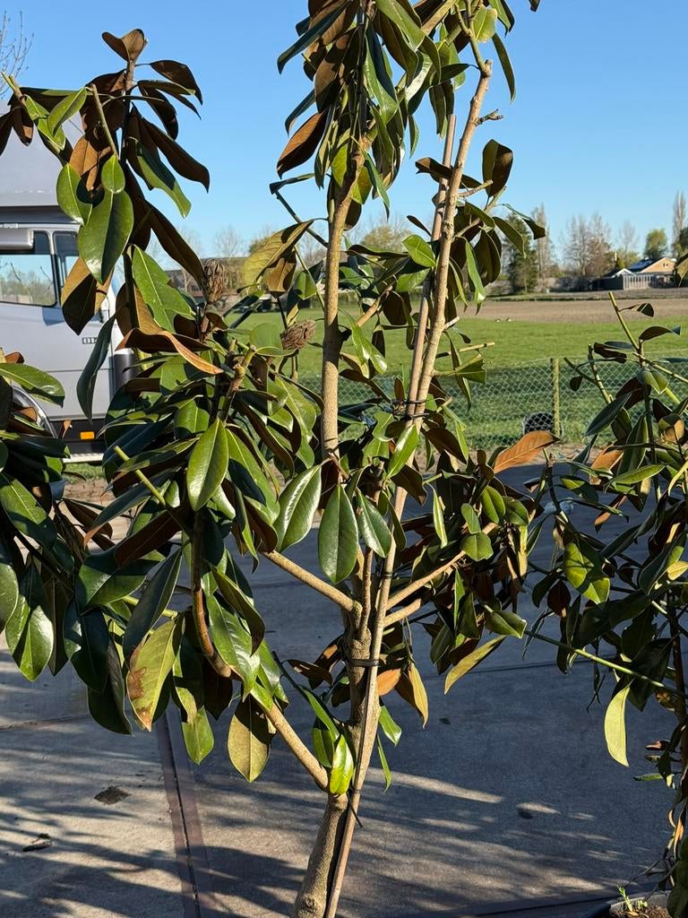 Magnolia grandiflora grote stuiken  lopen volop uit super, Ophalen, Overige soorten, Struik, 100 tot 250 cm