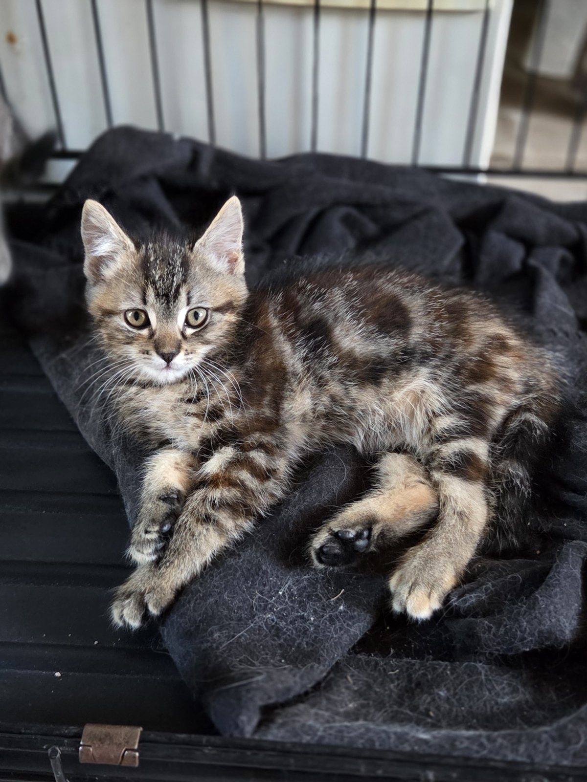 Ragdoll/ Europeese korthaar, Meerdere dieren, 0 tot 2 jaar