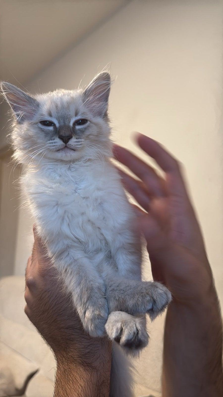 Ragdoll kittens op zoek naar nieuw huisje, Meerdere dieren, Ontwormd, 0 tot 2 jaar