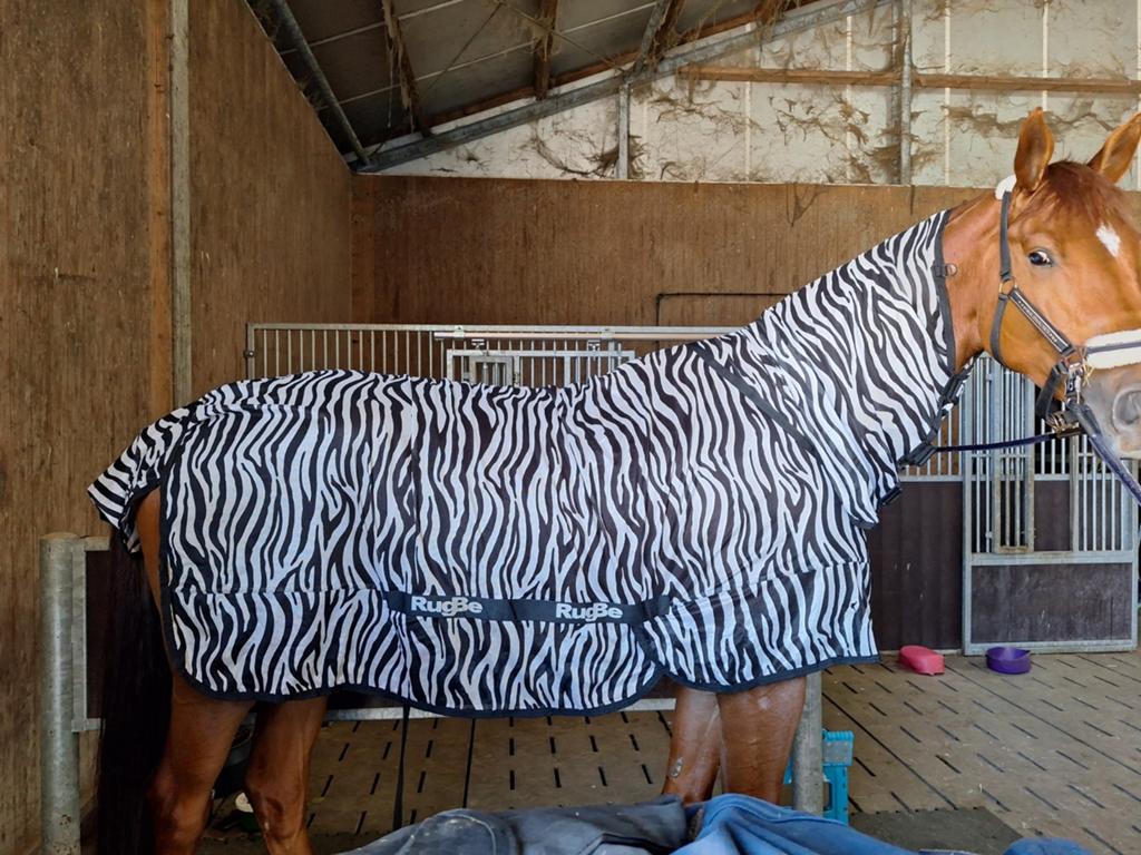 Zgan vliegendeken zebraprint maat 195 met vaste hals, Dieren en Toebehoren, Ophalen of Verzenden