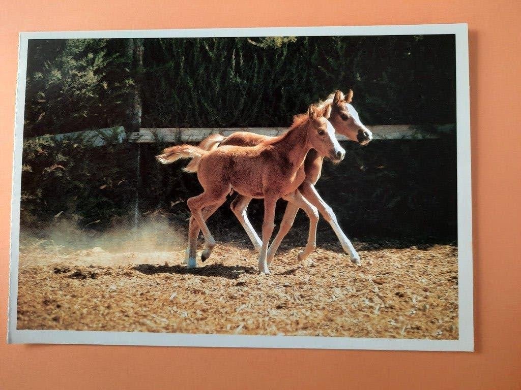 ansichtkaart kaart paard veulen, Verzamelen, Ophalen, 1980 tot heden, Ongelopen, Paard