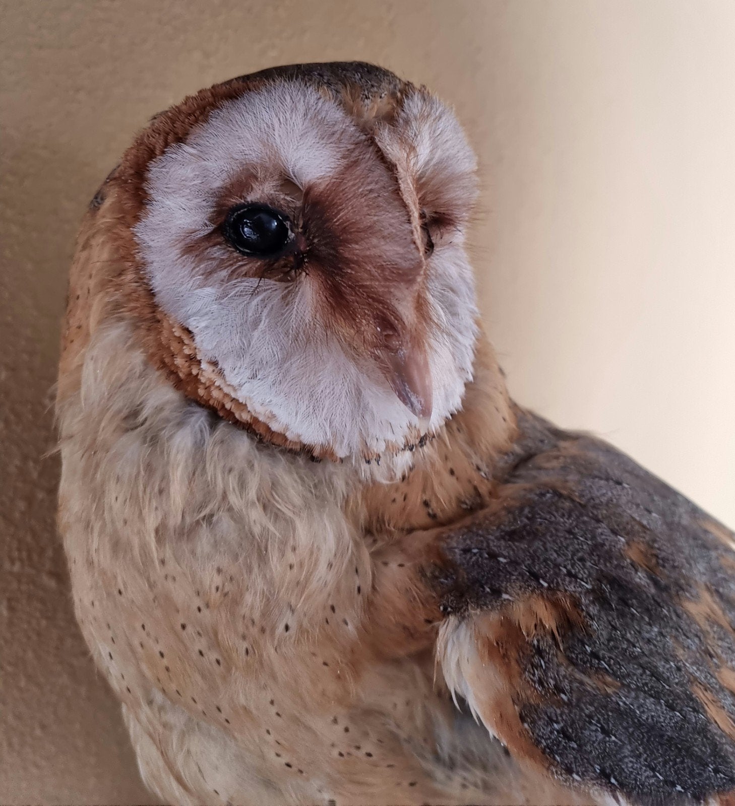 Opgezette Kerkuil - Prachtige Decoratie, Ophalen, Zo goed als nieuw, Vogel, Opgezet dier