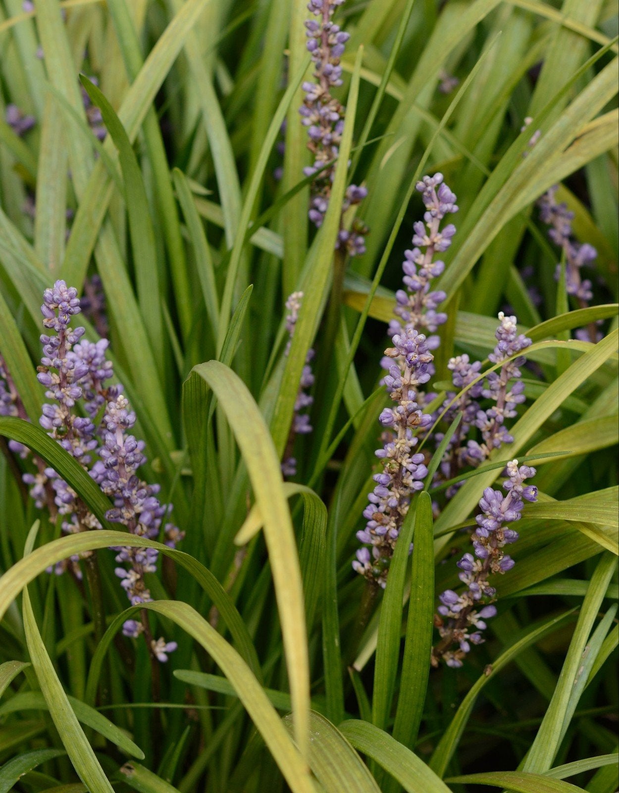 Liriope miscari leliegras, siergras, Tuin en Terras, Ophalen, Vaste plant, Siergrassen, Halfschaduw