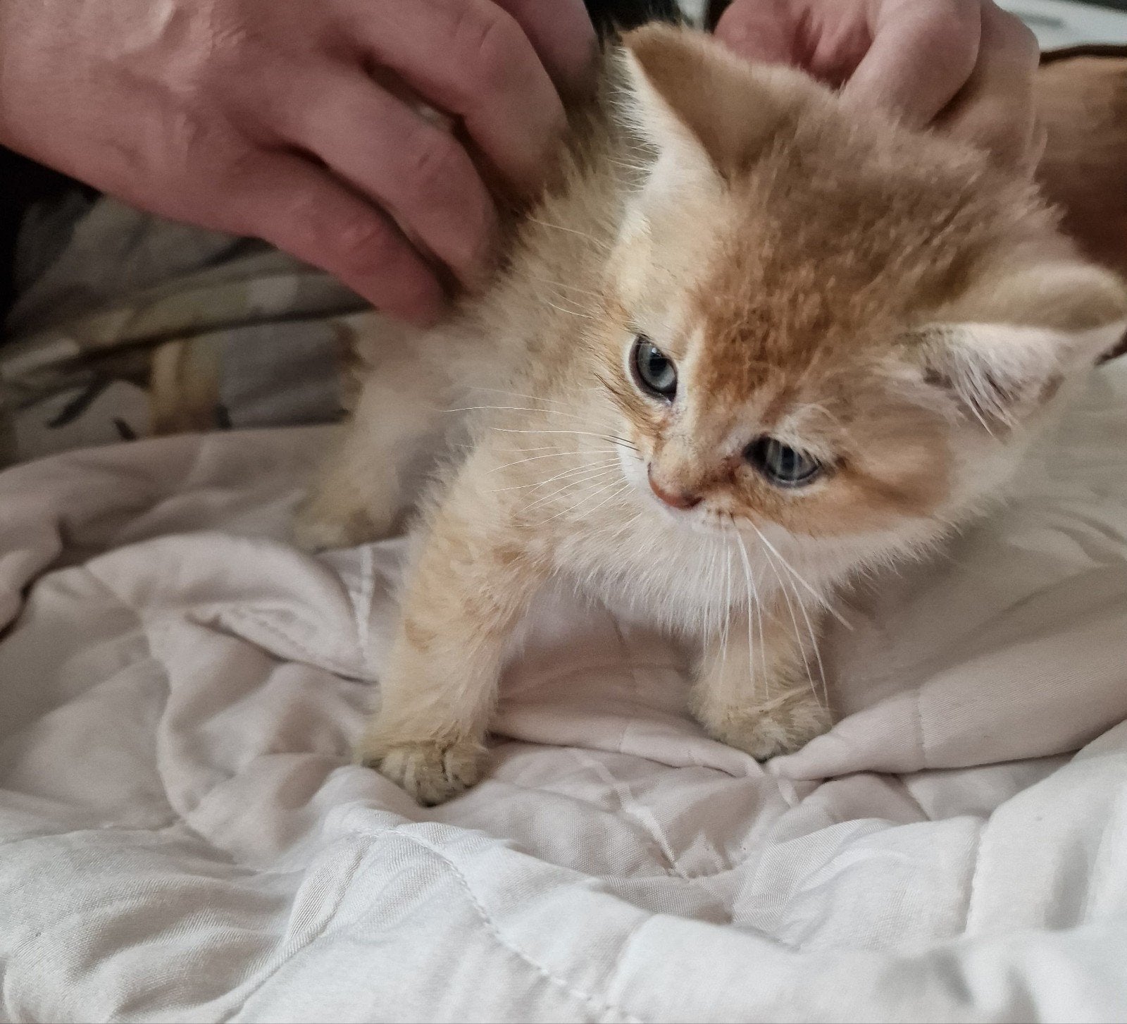 Black Golden Shaded kittens, Meerdere dieren, Ontwormd