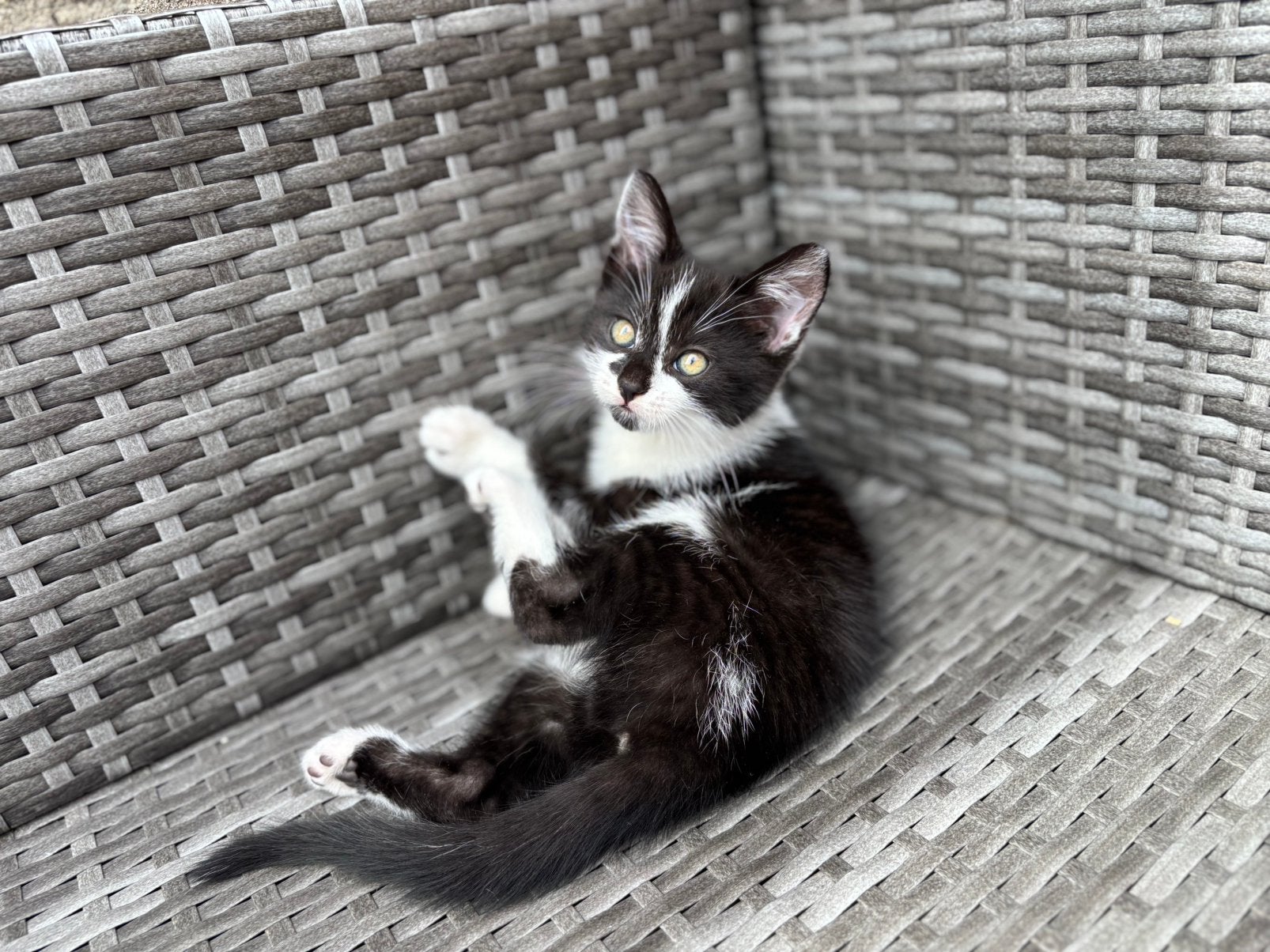 Kittens zoeken een goud thuis!, Dieren en Toebehoren, Katten en Kittens | Overige Katten, Meerdere dieren