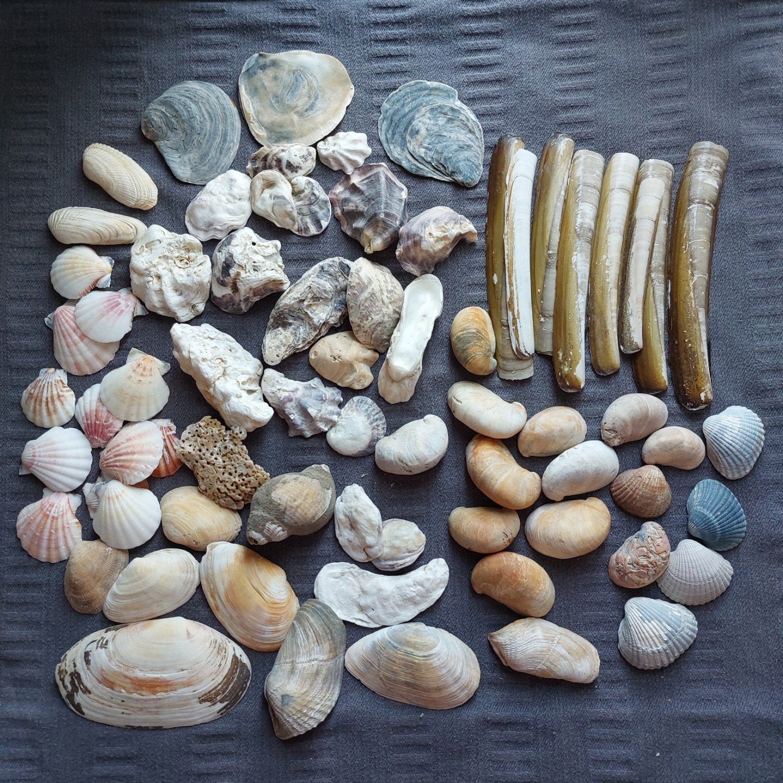 Verschillende SCHELPEN 600gr., Ophalen of Verzenden