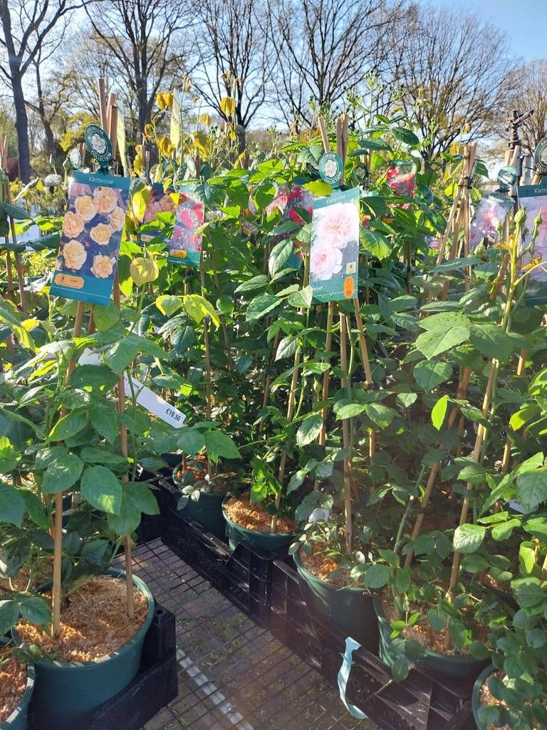 Klimrozen diverse soorten - 80 cm hoog, Ophalen, Overige soorten, Volle zon