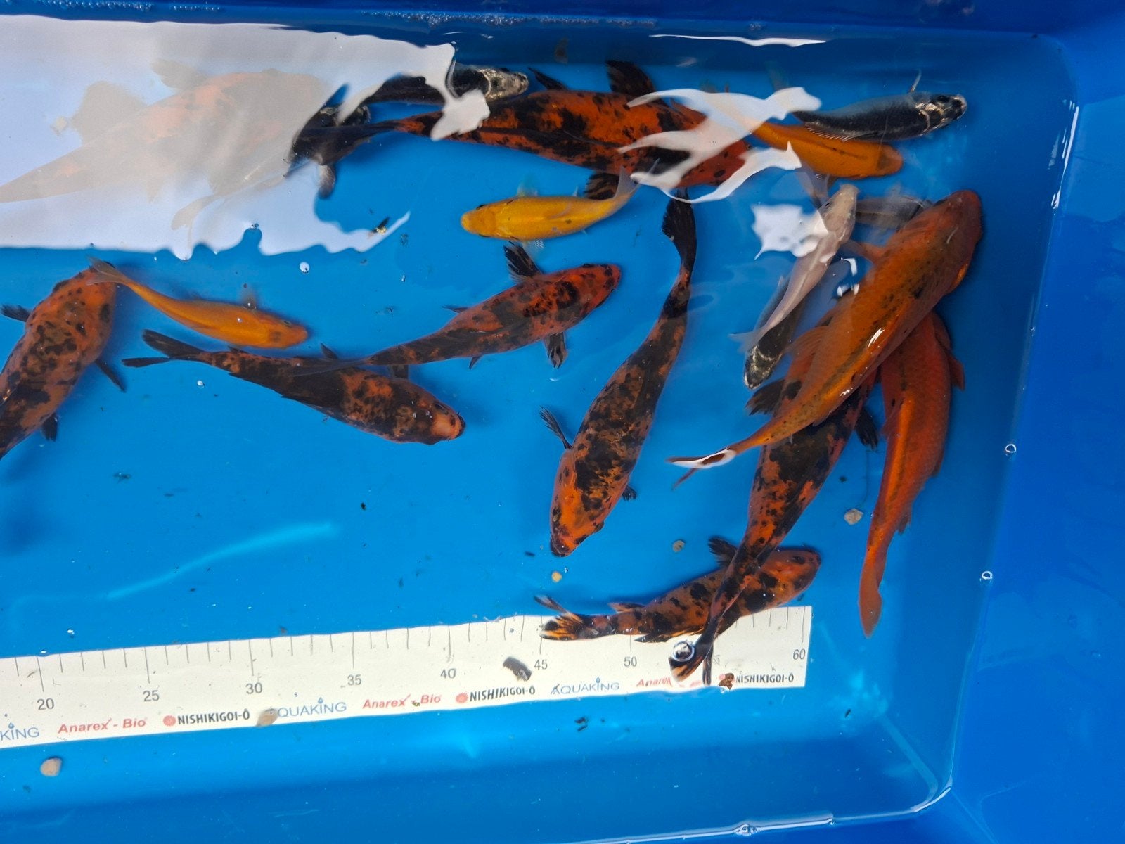 Leuke koi te koop, Dieren en Toebehoren, Vissen | Vijvervissen, Karper of Koi