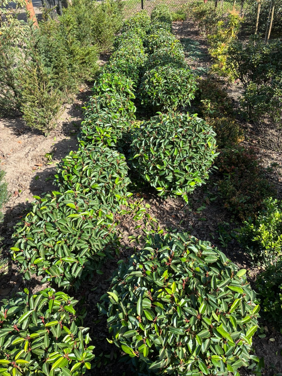Taxus en portugeese laurierbollen, Ophalen, Taxus, Minder dan 100 cm