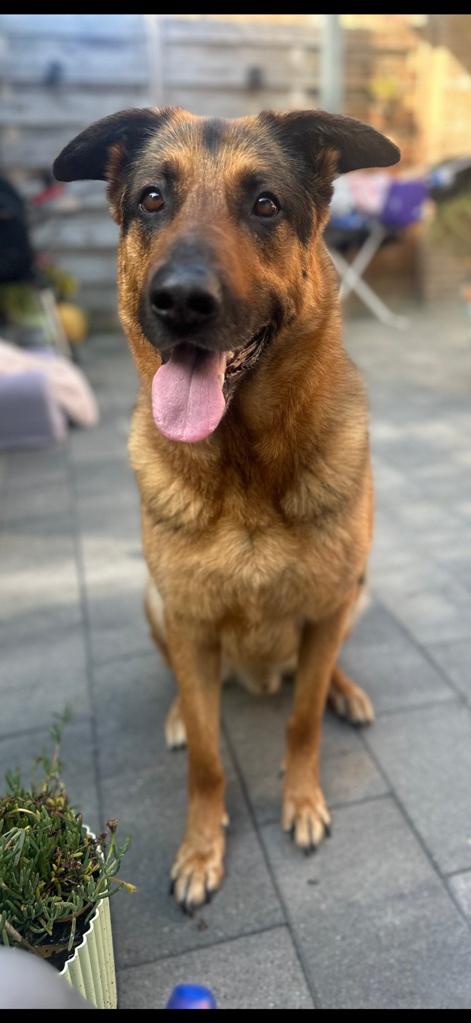 Herder reu gecastreerd, 6 jaar of ouder, Reu, Eén hond, CDV (hondenziekte)
