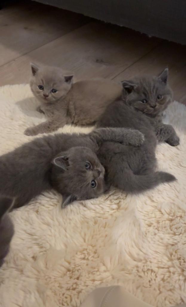 Prachtige Britse kittens te koop, Dieren en Toebehoren, Meerdere dieren, 0 tot 2 jaar