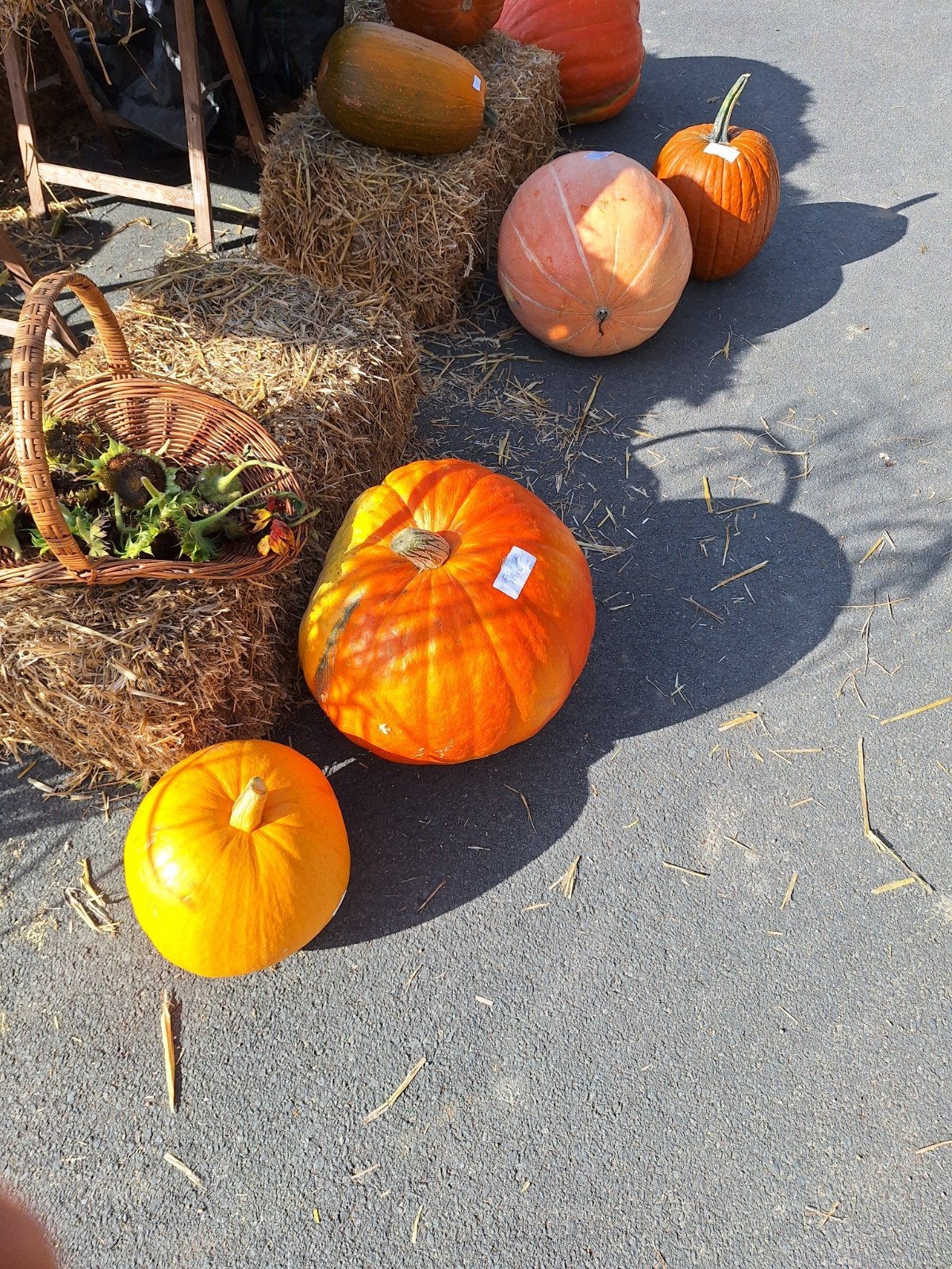 pompoenen te koop klein en groot tot zeer groot., Tuin en Terras, Ophalen, Eenjarig, Groenteplanten