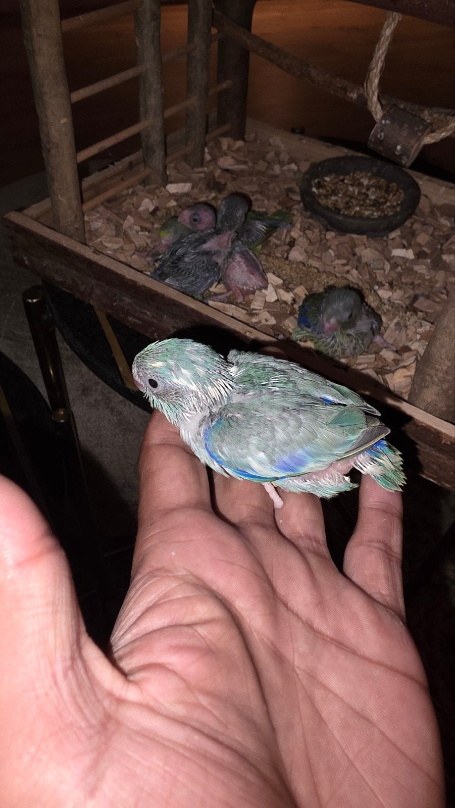 Marble forpus baby's