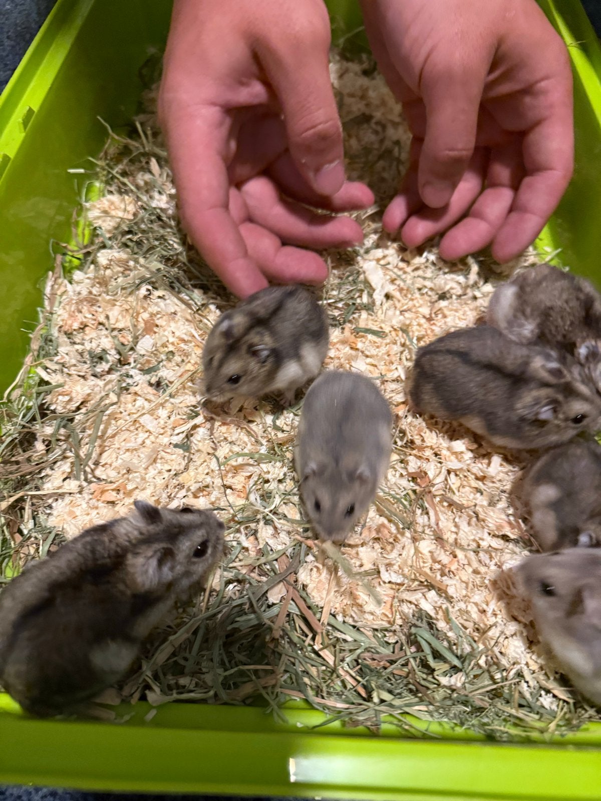 huisjes, Hamster, Juni, Geslacht onbekend, Tam