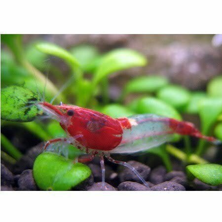 Neocaridina Rili Garnaal Red, Dieren en Toebehoren, Vissen | Aquariumvissen, Kreeft, Krab of Garnaal, Zoetwatervis