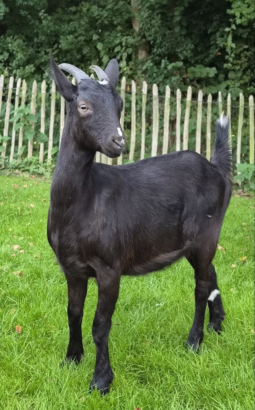 Geit van april 2026, Dieren en Toebehoren