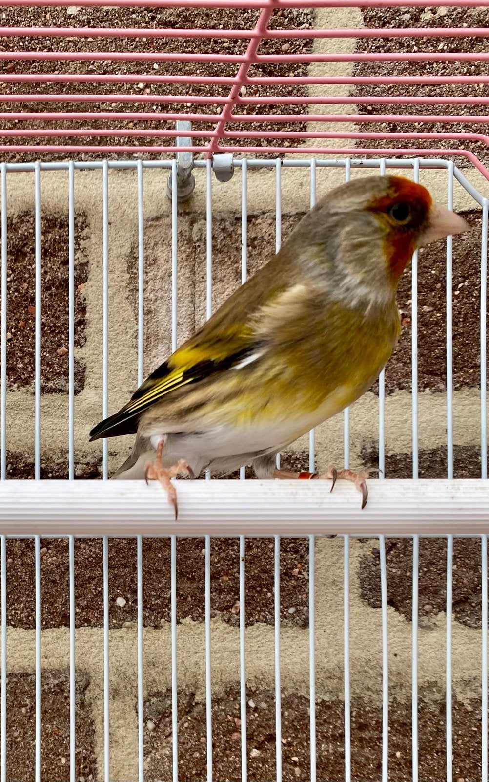 Prachtige bastaard putter x kanarie man, Mannelijk, Wildzangvogel