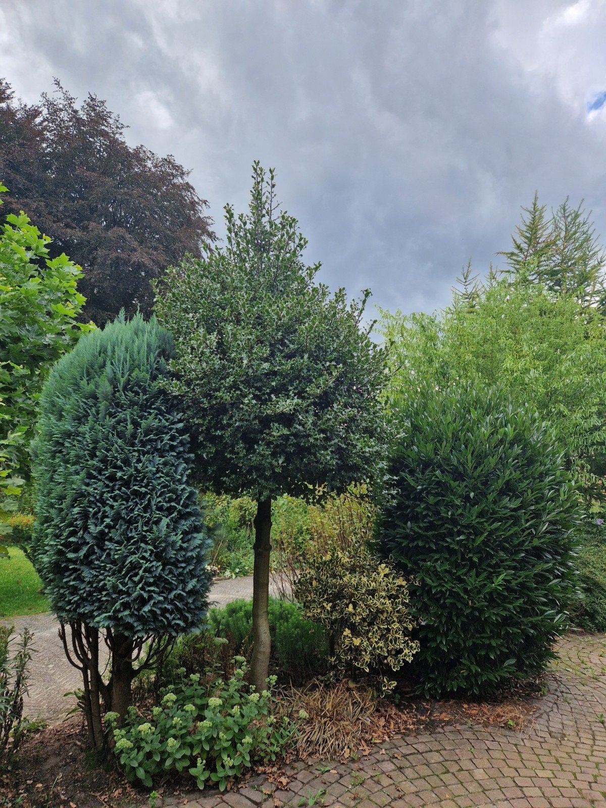 Hulst hoogstam 3 meter, Tuin en Terras, Planten | Bomen, Bloeit niet, Overige soorten, 250 tot 400 cm, Ophalen