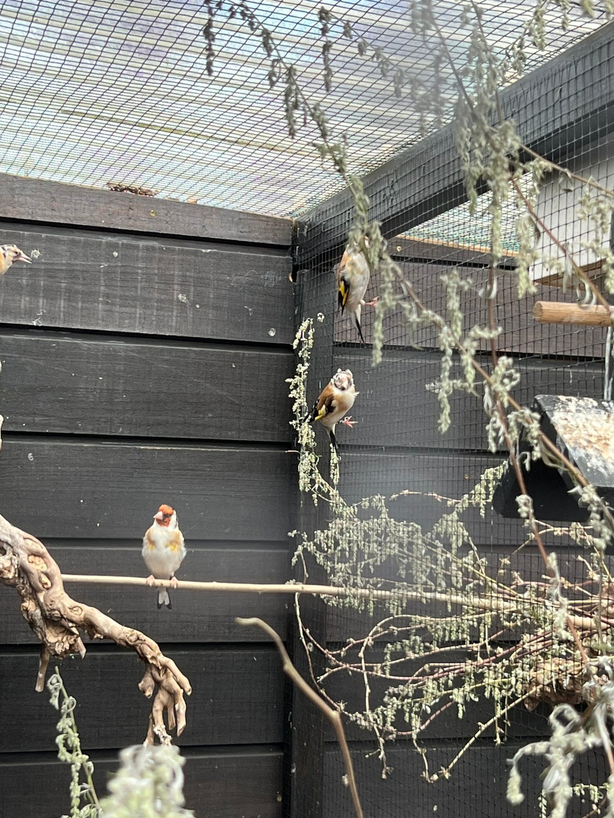 majoorputters, Dieren en Toebehoren, Mannelijk, Wildzangvogel