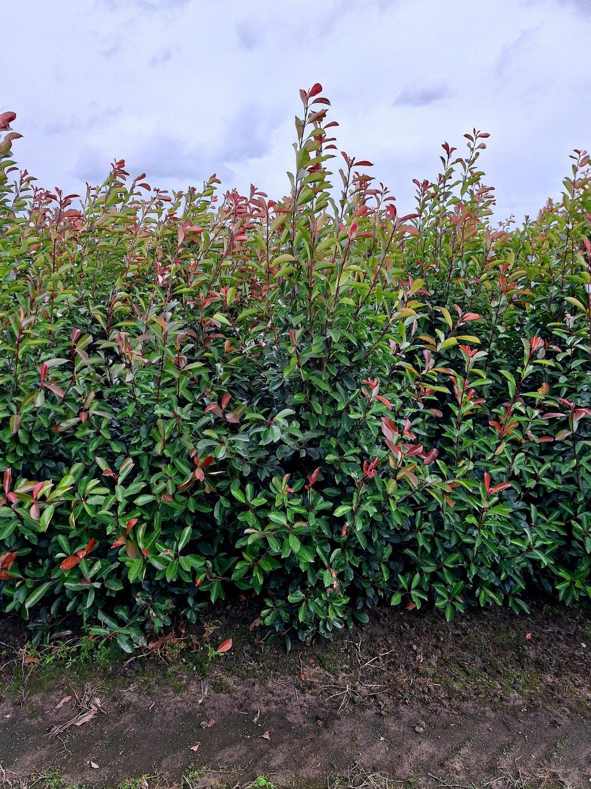 Fraseri Red Robin 🍁🌿 groenblijvende haagplant🍁🌿, Tuin en Terras, Planten | Struiken en Hagen, Ophalen, Overige soorten, 100 tot 250 cm