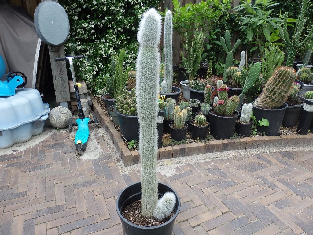 Te koop mooie grote cactus, Ophalen, Minder dan 100 cm, Volle zon, In pot