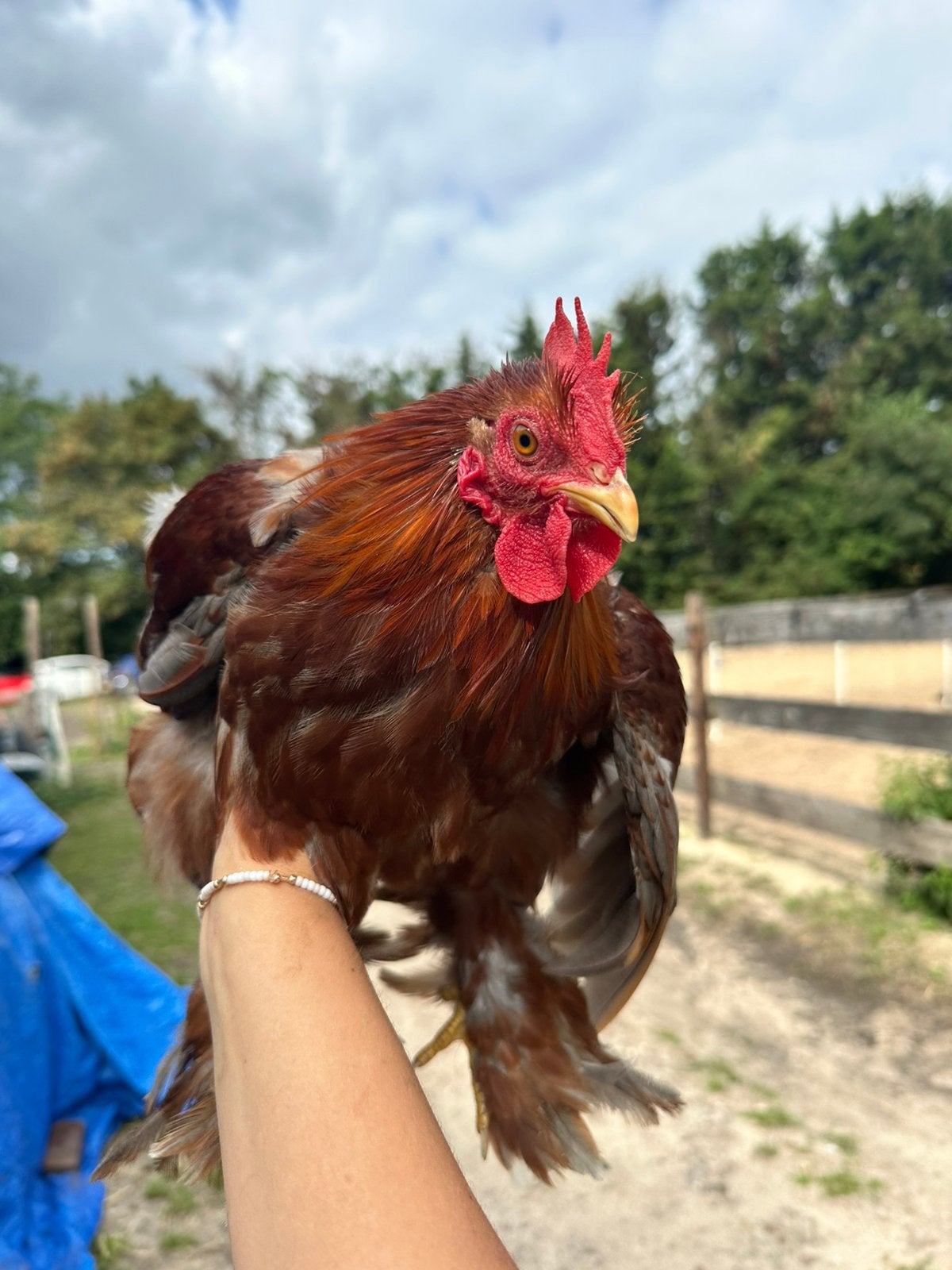Cochin haantje, Mannelijk, Kip